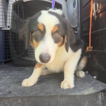 Lathan -  Australian Shepherd and Bernese Mountain Dog Dog for Adoption in Northbrook, Illinois - Lathan | PetCurious