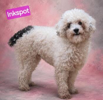 Inkspot -  Miniature Poodle Dog for Adoption in Wheelersburg, Ohio - Inkspot | PetCurious