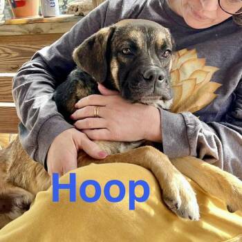 Boxer and Cattle Dog Dogs Available for Adoption - Hoop | PetCurious