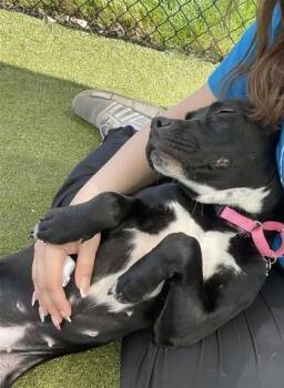 Mixed Breed Dogs Available for Adoption in West Chester, Pennsylvania - Bowling Pin | PetCurious