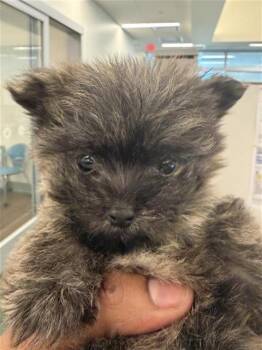 ZEV -  Yorkshire Terrier and Maltese Dog for Adoption in Houston, Texas - ZEV | PetCurious