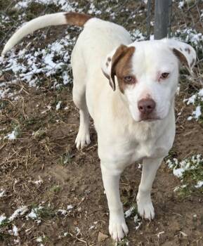 Pointer and Mixed Breed Dogs Available for Adoption in Irwin, Pennsylvania - Teeter | PetCurious