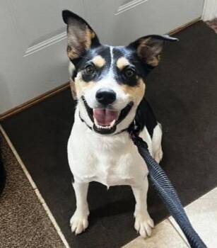 Bentley -  Beagle and Rat Terrier Dog for Adoption in Warren, Michigan - Bentley | PetCurious