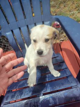 SPONSOR OR FOSTER ME - Mo -  Australian Cattle Dog Blue Heeler and Great Pyrenees Dog for Adoption in Grafton, Wisconsin - SPONSOR OR FOSTER ME - Mo | PetCurious