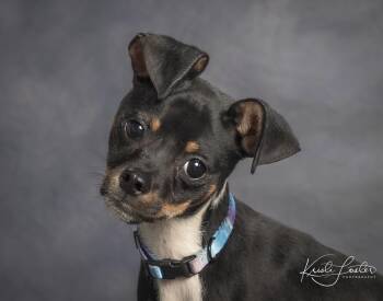 Chihuahua and Miniature Pinscher Dogs Available for Adoption - Leno | PetCurious