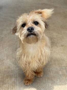 Scotch -  Pug and Wirehaired Terrier Dog for Adoption in Canyon Lake, Texas - Scotch | PetCurious