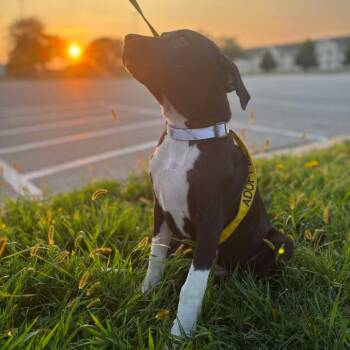 Macy -  Black Labrador Retriever and Bullmastiff Dog for Adoption in Rochester, Minnesota - Macy | PetCurious