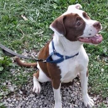 Athena -  Boxer and Terrier Dog for Adoption in West Milton, Ohio - Athena | PetCurious