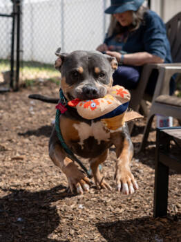 Rescue Mixed Breed Dogs for Adoption in Atlanta, Georgia - Platinum | PetCurious