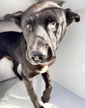 A657575 -  Labrador Retriever and Mixed Breed Dog for Adoption in Houston, Texas - A657575 | PetCurious