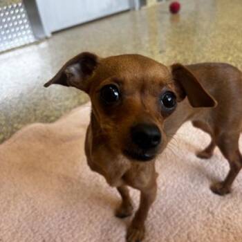 Calabaza -  Chihuahua and Mixed Breed Dog for Adoption in Merriam, Kansas - Calabaza | PetCurious