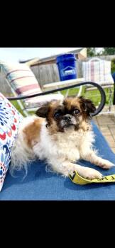 Rescue Pekingese Dogs for Adoption in Philadelphia, Pennsylvania - Jelly | PetCurious