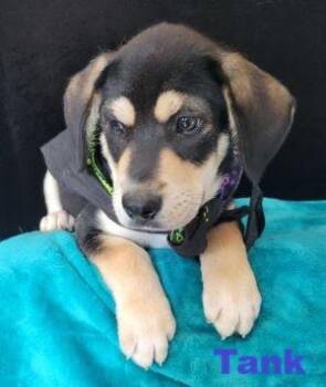 Tank -  Beagle Dog for Adoption in Mount Laurel Township, New Jersey - Tank | PetCurious
