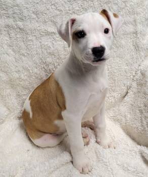 Kizzy -  Pit Bull Terrier Dog for Adoption in Lisbon, Ohio - Kizzy | PetCurious
