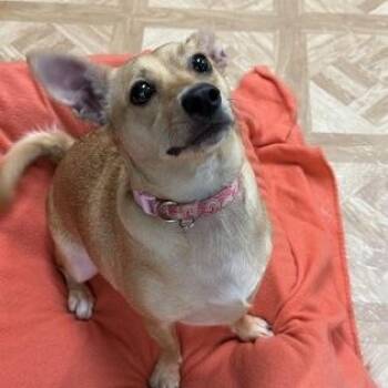 Princess Leia -  Chihuahua Dog for Adoption in Worcester, Massachusetts - Princess Leia | PetCurious
