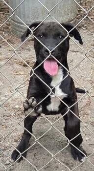 Raven -  Black Labrador Retriever and Hound Dog Available for Adoption in Decatur, Georgia - Raven | PetCurious
