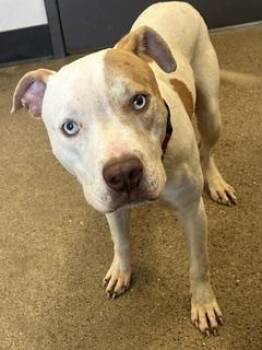 Einstein -  Pit Bull Terrier Dog for Adoption in Cleveland, Ohio - Einstein | PetCurious