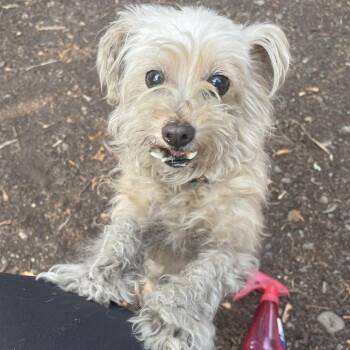 Ella -  Terrier Dog for Adoption in Spokane, Washington - Ella | PetCurious