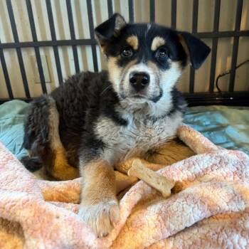 Mixed Breed Dogs Available for Adoption in Moab, Utah - Speed Bump | PetCurious