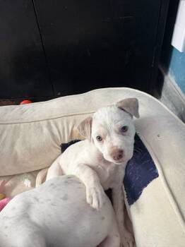Terrier Dogs Available for Adoption in Berlin, New Jersey - Everest | PetCurious