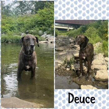 Courtesy Post- Deuce and Hades -  Mastiff and Black And Tan Coonhound Dog for Adoption in Akron, New York - Courtesy Post- Deuce And Hades | PetCurious