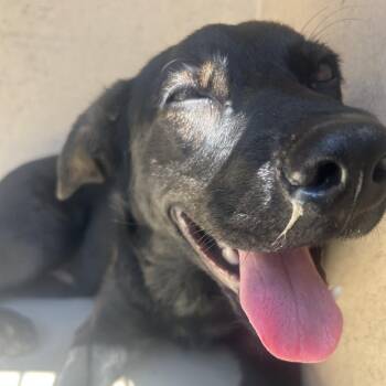 Magnus -  Black Labrador Retriever Dog for Adoption in Chattanooga, Tennessee - Magnus | PetCurious