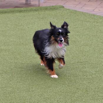 Mixed Breed Dogs Available for Adoption in Port Washington, New York - Ross | PetCurious