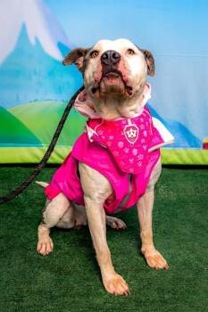 DOLCE -  Pit Bull Terrier Dog for Adoption in Indianapolis, Indiana - DOLCE | PetCurious