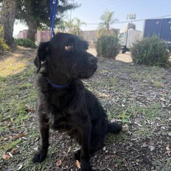 ROOSTER -  Flat Coated Retriever and Wirehaired Terrier Dog for Adoption in El Segundo, California - ROOSTER | PetCurious