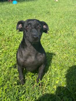 Dixie -  Mixed Breed Dog for Adoption in Metter, Georgia - Dixie | PetCurious
