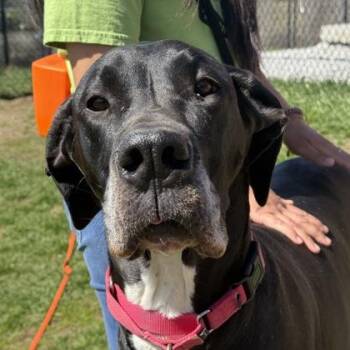 Great Dane and Mixed Breed Dogs Available for Adoption in East Montpelier, Vermont - Emma | PetCurious