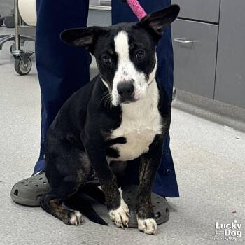 Catahoula Leopard Dog and Labrador Retriever Dogs Available for Adoption in Washington, District Of Columbia - Jodie | PetCurious