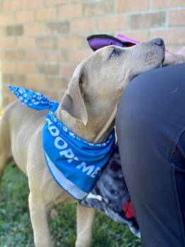 Rescue Labrador Retriever and Pit Bull Terrier Dogs for Adoption - COWARDLY LION AKA “COWIE”….NOT COWARDLY AT ALL!!!!! | PetCurious