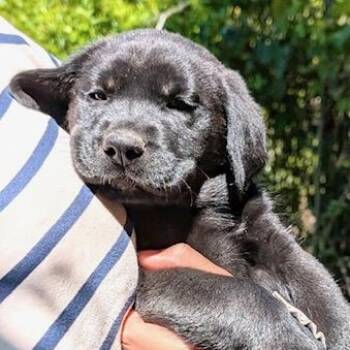 Sycamore Evergreen -  Black Labrador Retriever and Golden Retriever Dog for Adoption in Andover, Massachusetts - Sycamore Evergreen | PetCurious