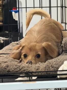 Dug -  Chihuahua and Yorkshire Terrier Dog for Adoption in Pomona, New York - Dug | PetCurious