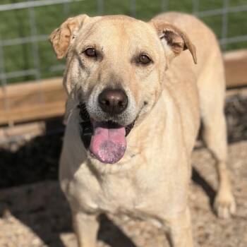Labrador Retriever Dogs Available for Adoption - Jade | PetCurious
