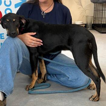 Justine -  Mixed Breed Dog for Adoption in Morristown, Vermont - Justine | PetCurious