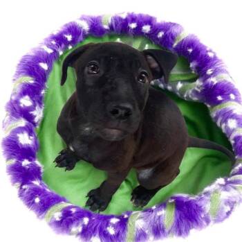 Rescue Labrador Retriever Dogs for Adoption in Eloise, Florida - Tanna | PetCurious