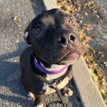 Castle -  Mixed Breed Dog for Adoption in Patchogue, New York - Castle | PetCurious