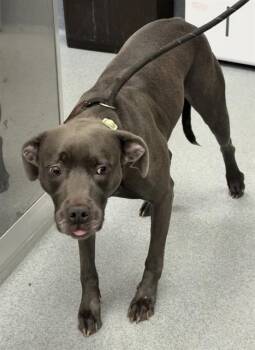 NOBARA -  Pit Bull Terrier and Bluetick Coonhound Dog for Adoption in Indianapolis, Indiana - NOBARA | PetCurious