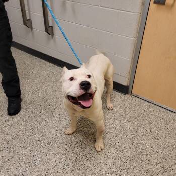 Kane -  Pit Bull Terrier Dog for Adoption in Cedar Rapids, Iowa - Kane | PetCurious
