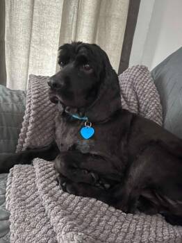 Tobey -  Cocker Spaniel Dog for Adoption in Austin, Texas - Tobey | PetCurious