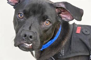 German Shepherd Dog and Mixed Breed Dogs Available for Adoption in Fort Lauderdale, Florida - KANE | PetCurious