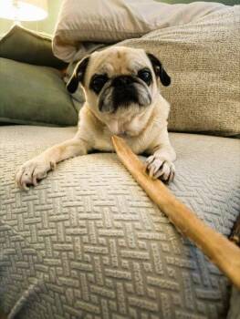 Pug Dogs Available for Adoption in Pelham, Massachusetts - Bridgette | PetCurious