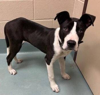 Terrier Dogs Available for Adoption in Bloomfield, Connecticut - Saint | PetCurious