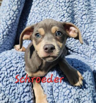 Chihuahua and Beagle Dogs Available for Adoption - Schroeder | PetCurious