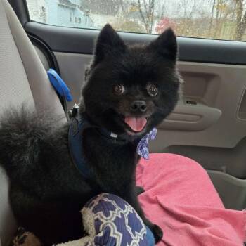 Pomeranian Dogs Available for Adoption in Bedford, New Hampshire - Benny | PetCurious