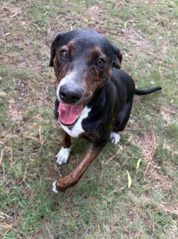 Clara -  Hound Dog for Adoption in Little Rock, Arkansas - Clara | PetCurious