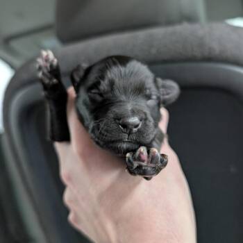 Mixed Breed Dogs Available for Adoption in Dekalb, Illinois - Bud | PetCurious