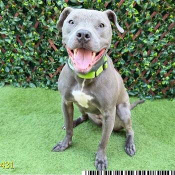 Odin -  Mixed Breed Dog for Adoption in West Palm Beach, Florida - Odin | PetCurious